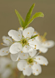 Blossoms/Bloesem 48