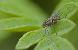 Domestic fly/Huisvlieg 62