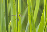 Crane fly/Langpootmug 63