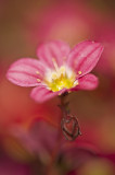 Saxifraga/Mossteenbreek 50