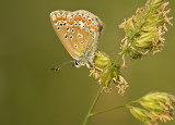 Common blue/ Icarus blauwtje 72