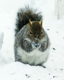 Squirrel in winter