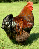 Rooster.jpg