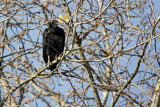 Jote de cabeza negra