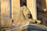 Lion in Winter