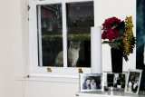 Let Me In