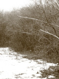 Steppes