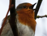 Robin