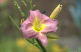 D3-070208-062.jpg
