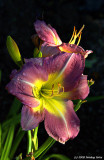Day lily in evening light