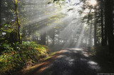Sunbeams in the forest