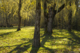 Morning Light in Kirk Park