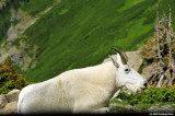 Mountain Goat in Glacier Park