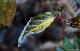 Curled Up in the Cold
