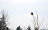 Red-shouldered Hawk