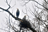 Nesting pair of herons