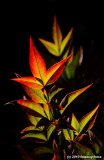 Fiery Red Leaf