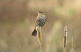 Female Red-wing Blackbird