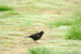 Red-winged blackbird