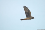 Northern Harrier