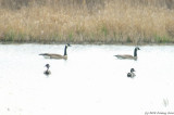 Canada Geese and Pintail Ducks