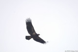 Immature Bald Eagle