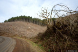 A recently logged area