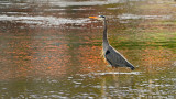 Great Blue Heron with a Splash of Color