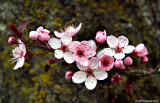 Apple Blossom Time