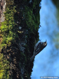 Brown Creeper