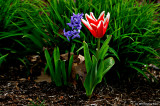 Tulips For You