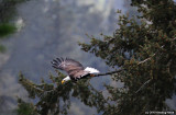 Bald Eagle Leaving Its Nest