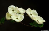 Dogwood Blossoms