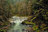 Along The South Santiam River