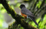 Robin on Skinner Butte