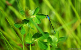 Damsel Fly