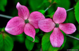 Pink Dogwood