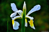 Dutch Iris