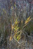 D2x2007-11-20_002.jpg