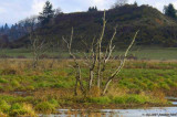 Trees in Fern Ridge Wildlife Area