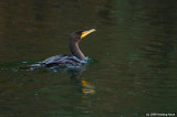 Cruising Cormorant