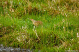 American  Bittern in hiding