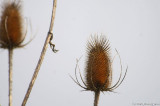 D2x2008-03-21_202