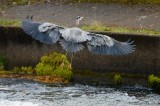 The awesome Great Blue Heron