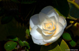 White Delight