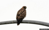 Red-tailed Hawk (crop)