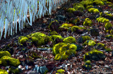 D50-2008-03-27_016x.jpg