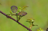 D3_042508_530
