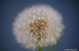 Dandilion Pappus