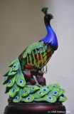 Carols pet peacock